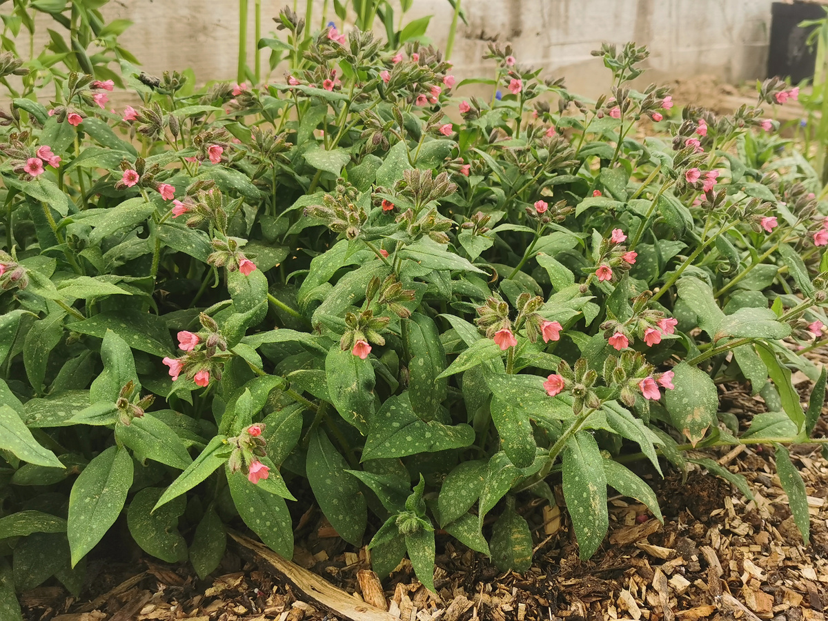 Pulmonaria Dora Bielefeld