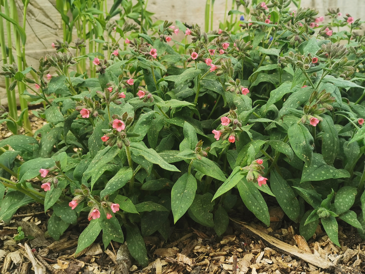 Pulmonaria Dora Bielefeld