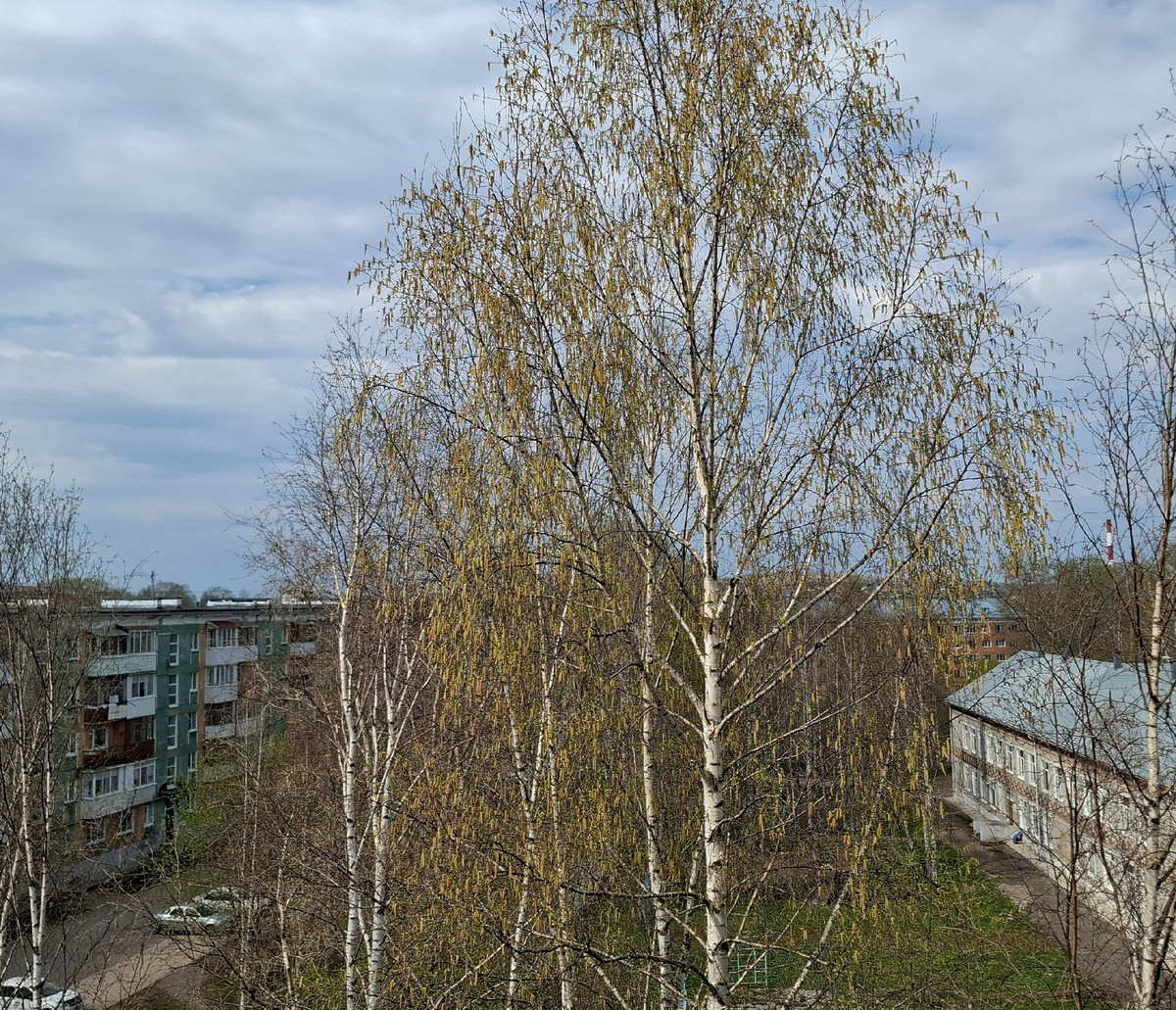 Старая береза под окном выпустила сережки. Справа здание детского сада.