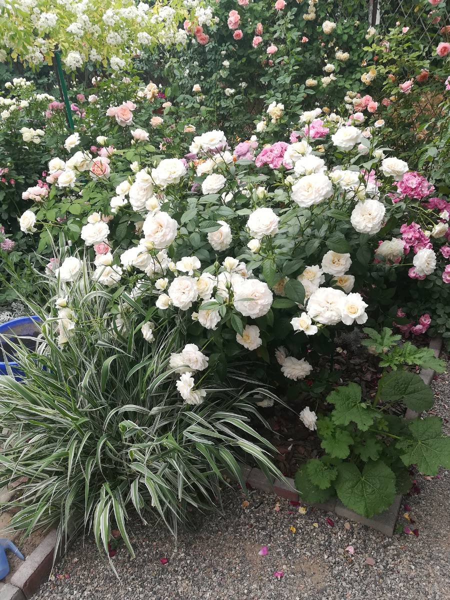 Pride and Prejudice. Взрослый куст, двухлетний. Большой молодец. В прямом и переносном смысле. 