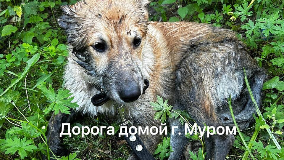 История Сакуры: от беды к счастью