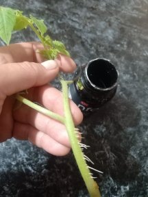 Первые корешки уже появились!