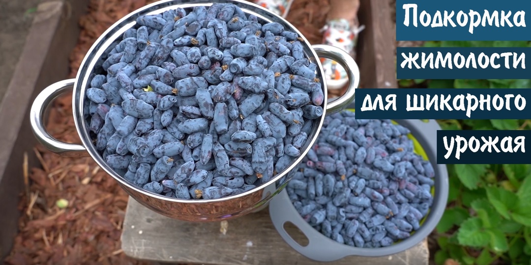 Чем подкормить жимолость в мае для богатого урожая