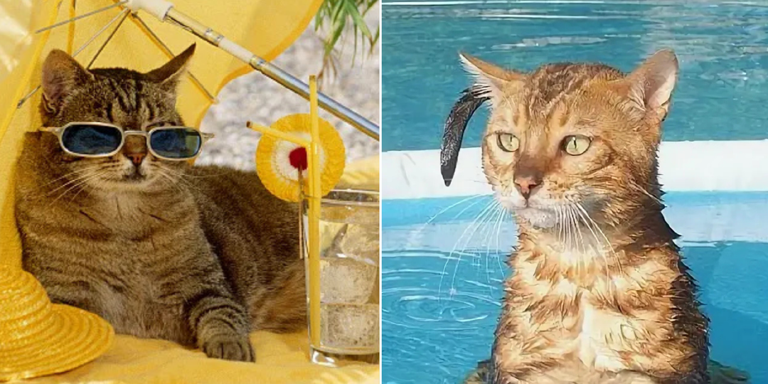 7 лучших кошек для жаркого климата, которые легко переносят жару