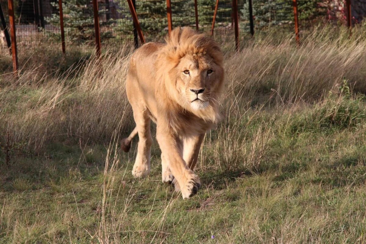    Фото park-taigan.ru