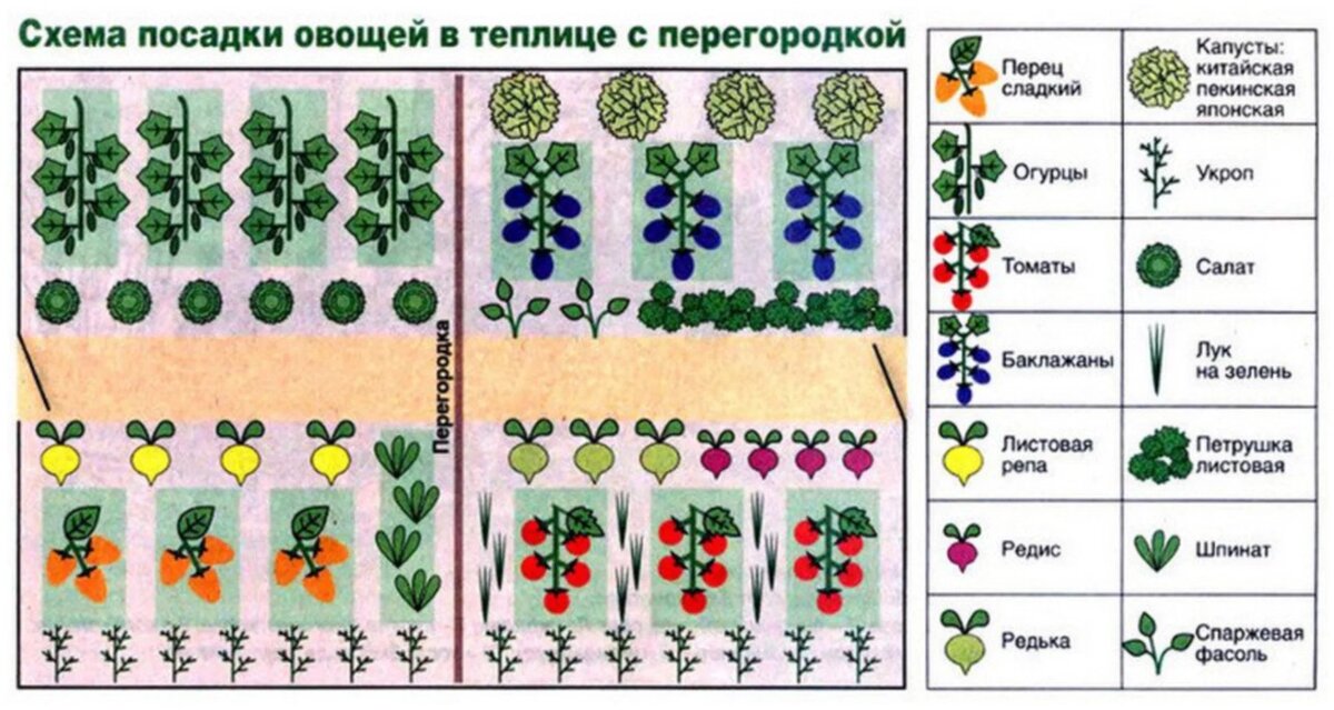 Можно ли сажать разные культуры в одну теплицу?