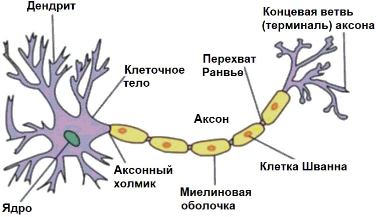 Рис. 1 Строение нервной клетки