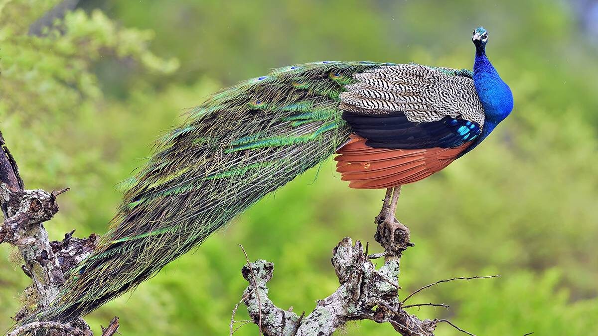    Фото: shutterstock