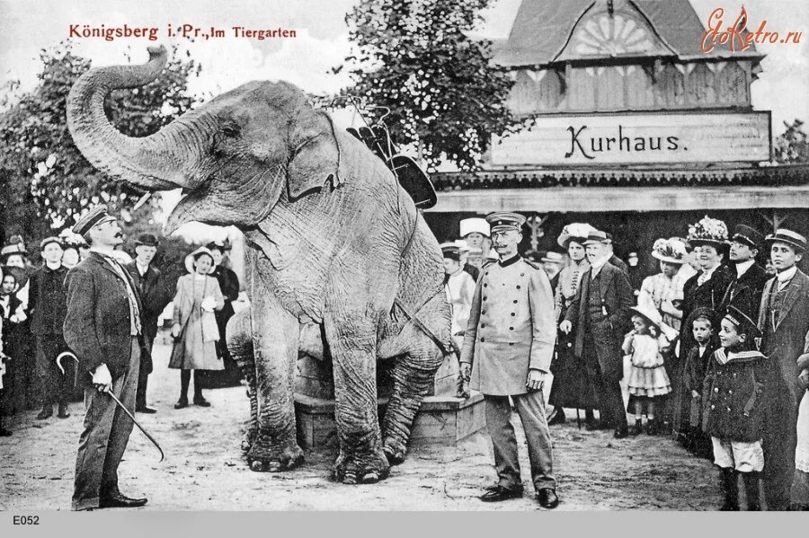 Слониха Дженни, 1908 год, источник: www.etoretro.ru