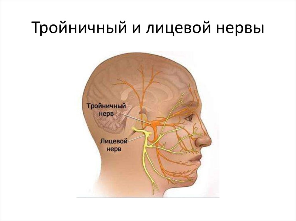 Тройничный и лицевой нервы проходят вблизи височно-нижнечелюстного сустава