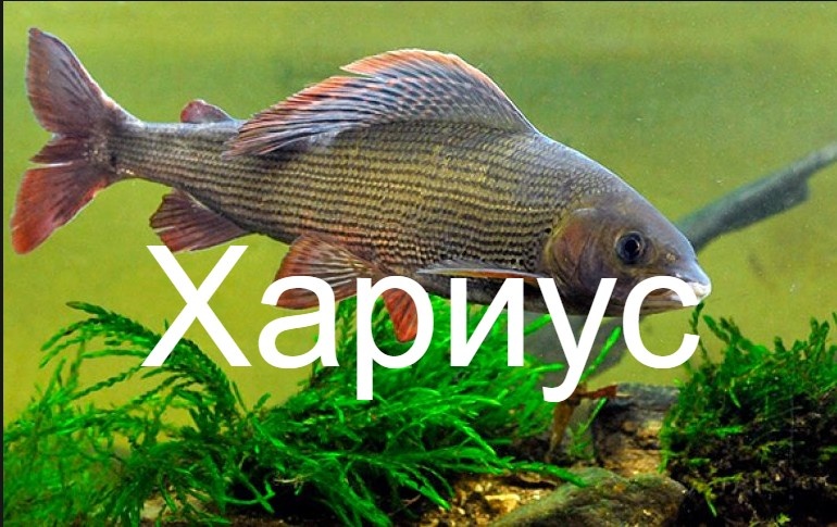 Хариус.