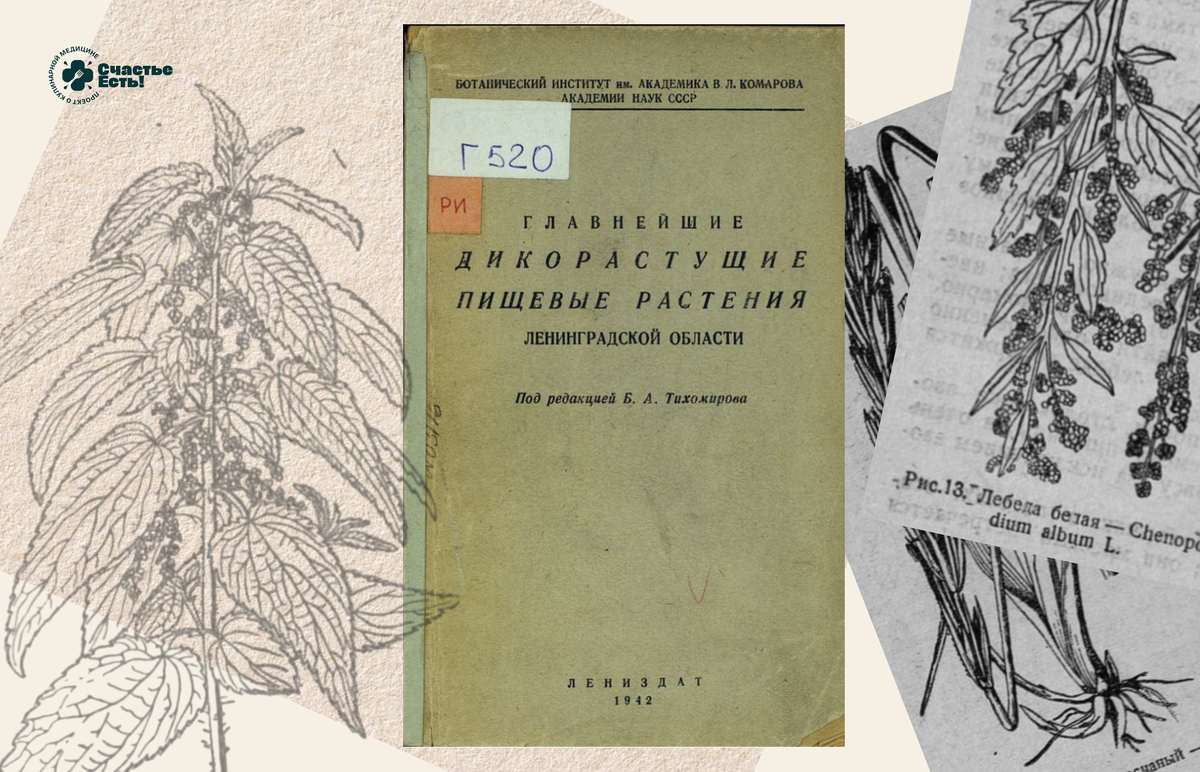 «Главнейшие дикорастущие пищевые растения Ленинградской области», 1942 год