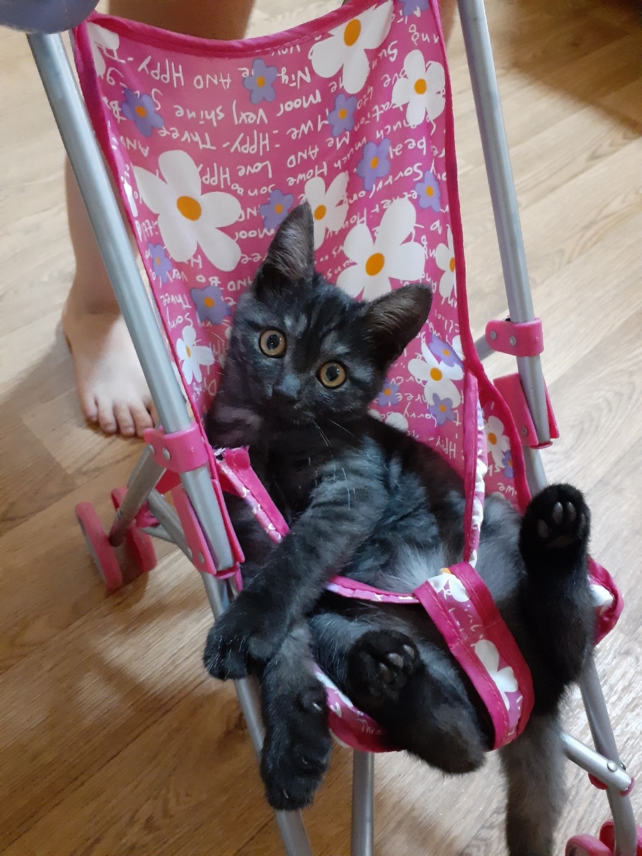 Тут уже подрос 😸