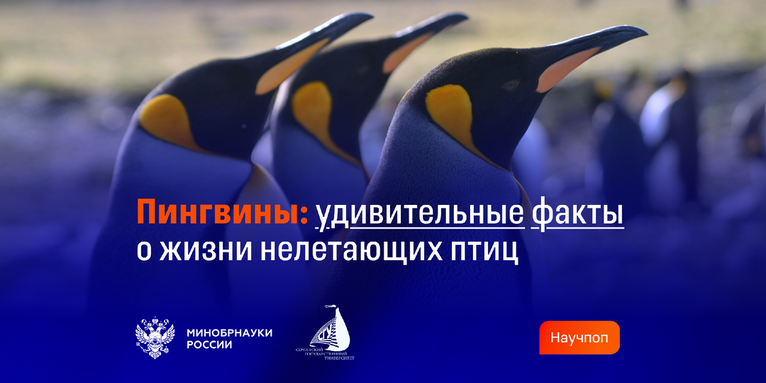 Пингвины: удивительные факты о жизни нелетающих птиц