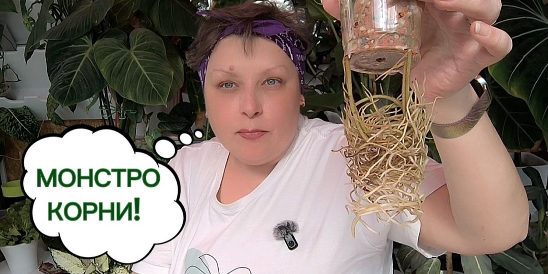 Не знаю как у вас, а у нас МОНСТРО ДЕНЬ