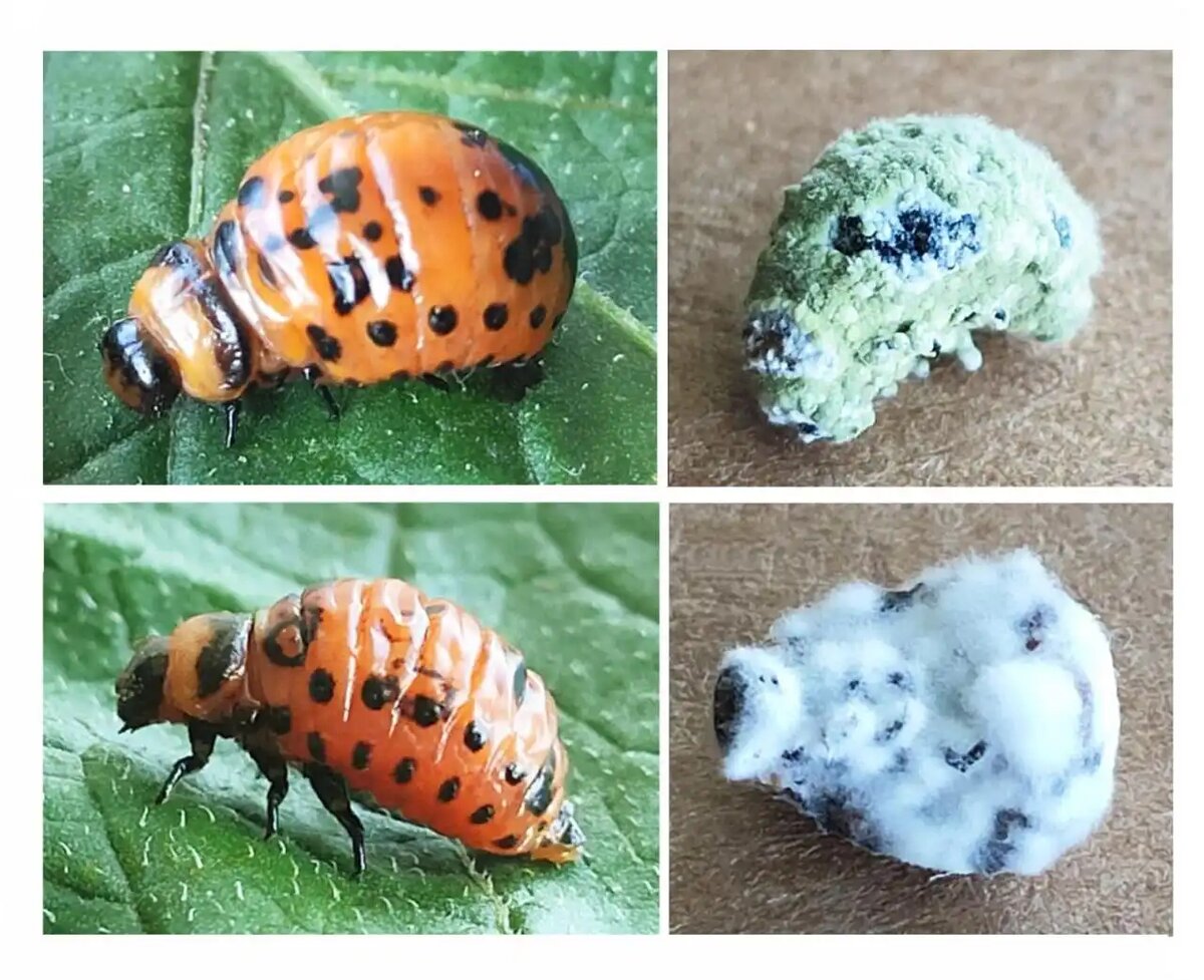 Beauveria bassiana и Metarhizium robertsii являются естественными патогенами колорадского жука. Источник: Telegram-канал СО РАН Наука в Сибири