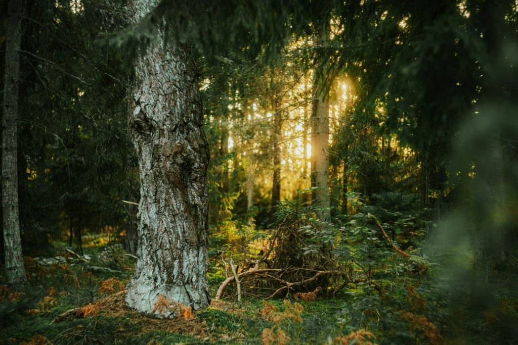 📸 Oskar Kadaksoo / Unsplash