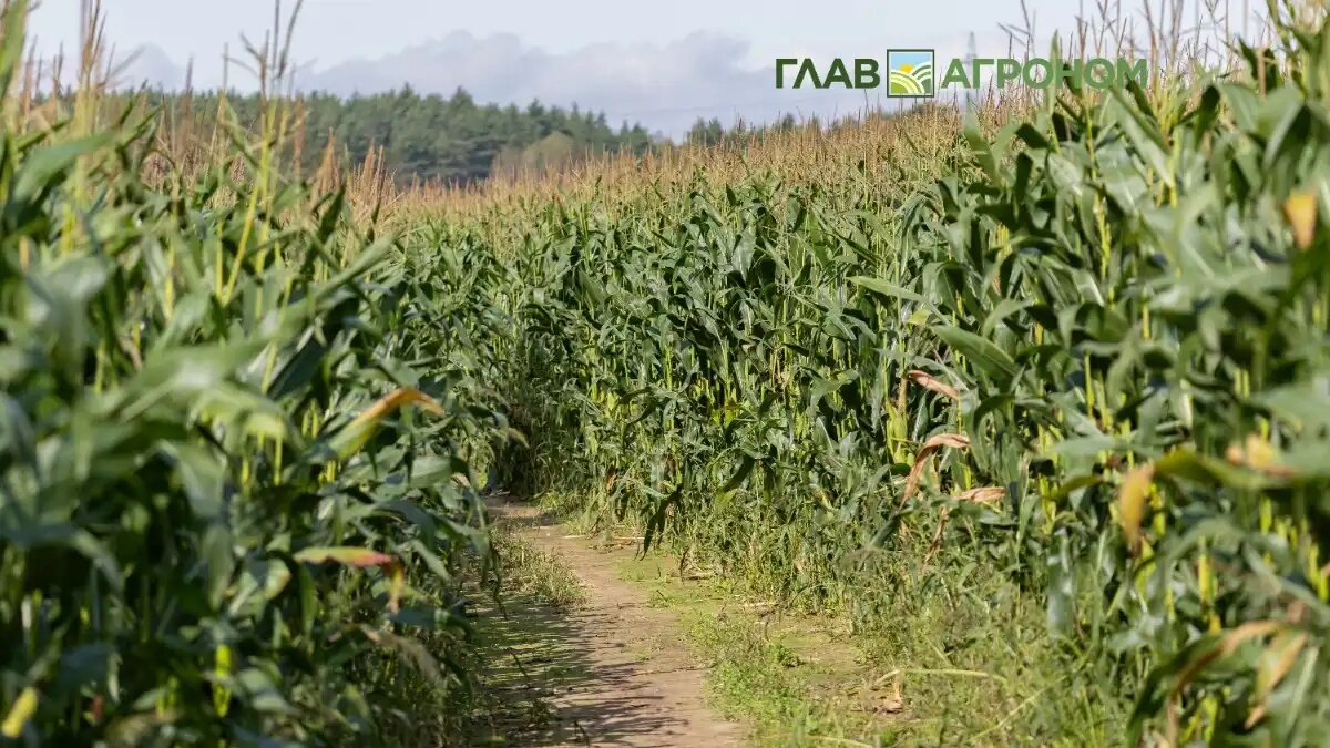 Фото:© Виталий Рыбалко / Glavagronom.ru
Доля фермеров США в выручке от продажи продуктов питания достигает исторического минимума