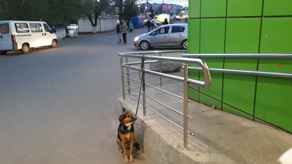 Корова на газоне - проблема хозяина: в Брянске заработали новые правила