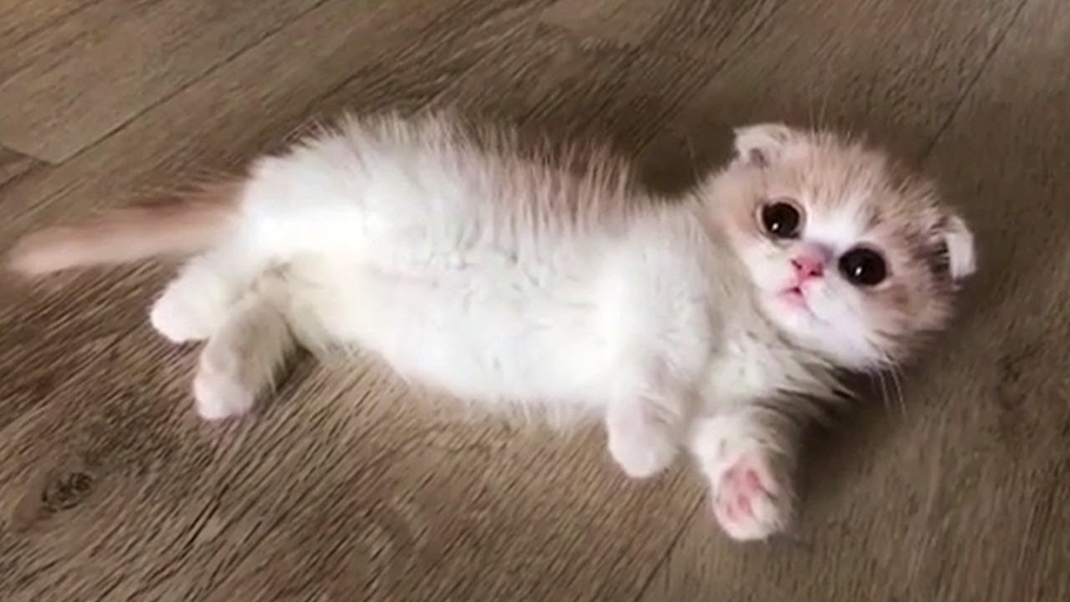Манчкин