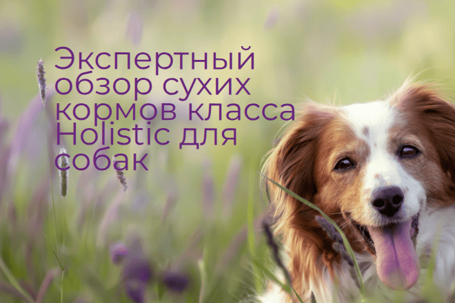 Как выбрать Холистик корм для собаки