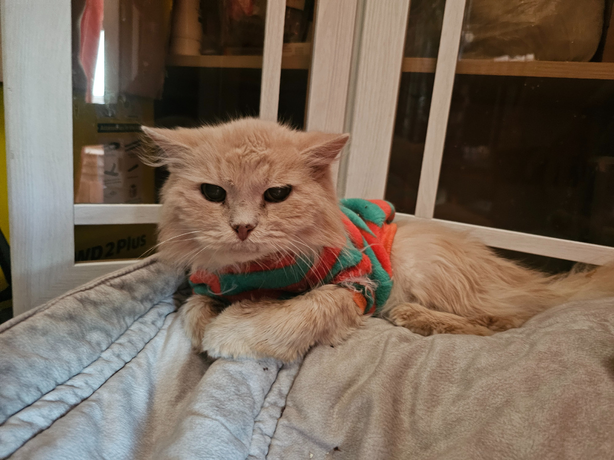 Фото автора. Бубусик. Старый котик который оооооочень хочет жить.