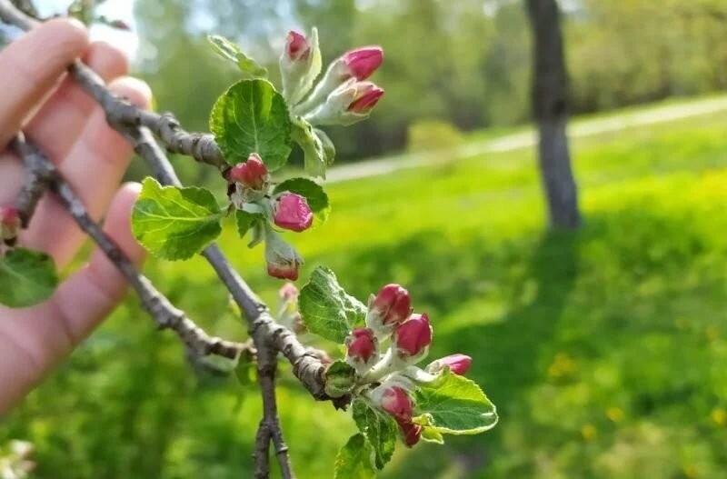 Можно ли опрыскать яблоню по розовому бутону от вредителей.