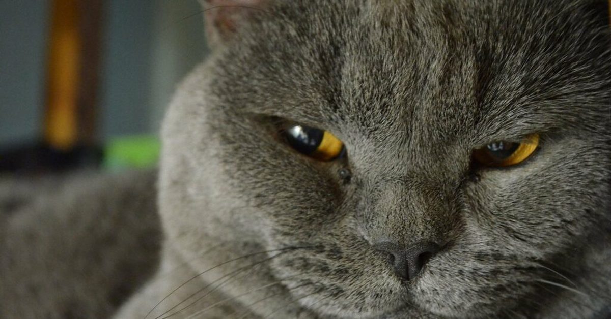 -Если зайдёте к нам - проходите... проходите мимо! Коты всегда за порядок в ответе!