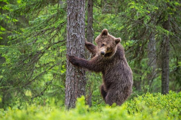 Обложка © Shutterstock / FOTODOM / Sergey Uryadnikov