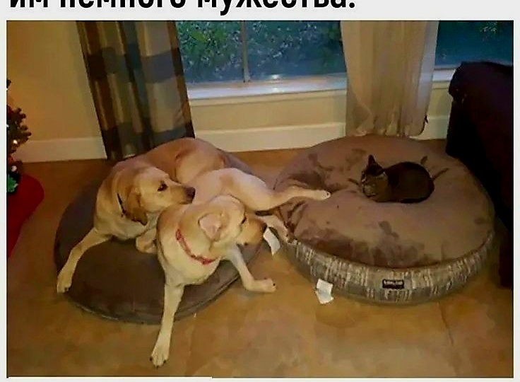 25 ситуаций, которые выглядят ещё смешнее в формате мема. Топ-25 мемов, которые рассмешат до слез 😂😂😂
