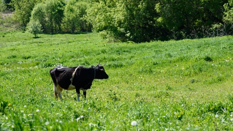     Деревня. Село. Деревенский пейзаж. Дмитрий Лямзин