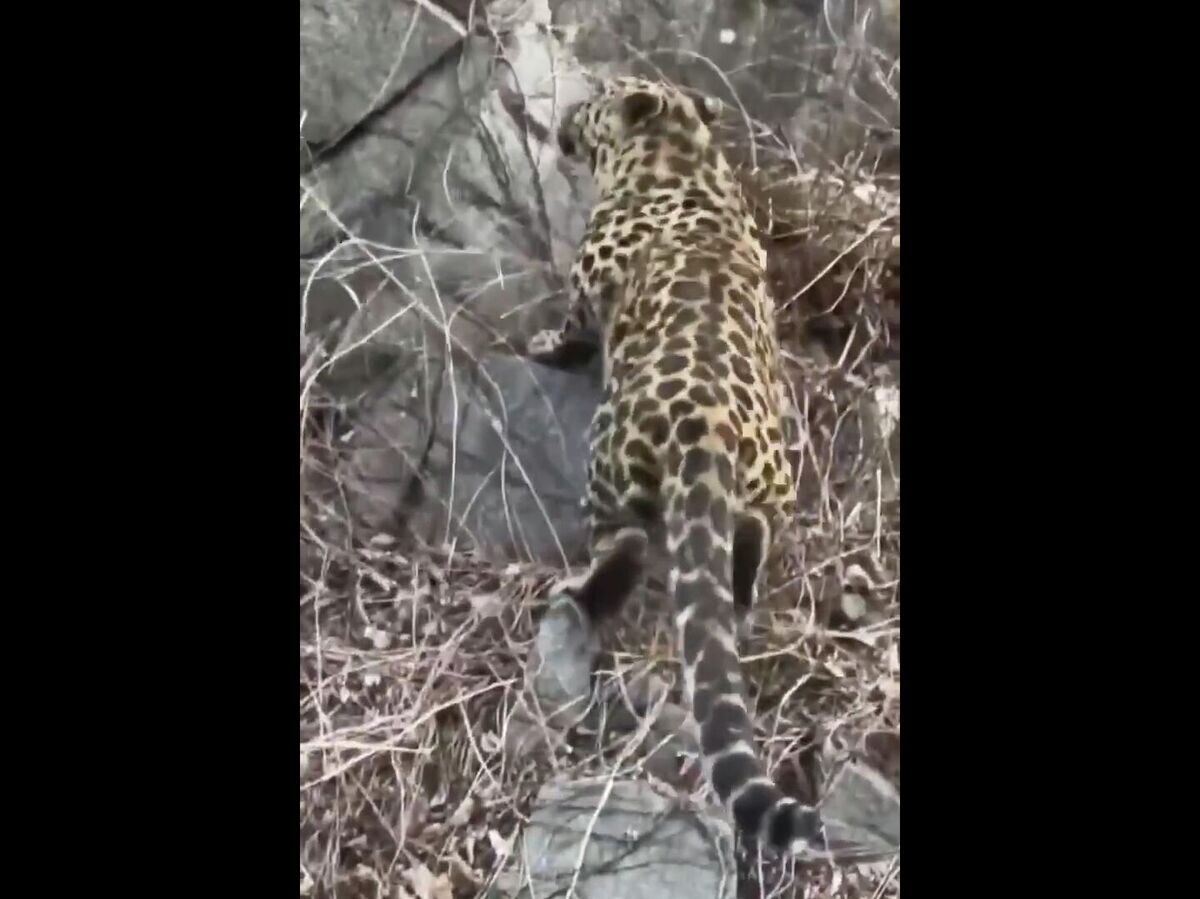     Редкий дальневосточный леопард попал на видео на дороге в Китае | © @amurleo_land