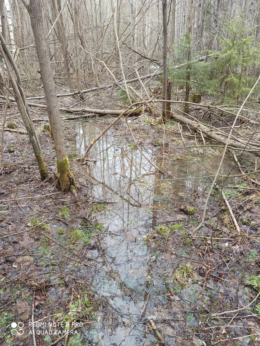 Вешние воды