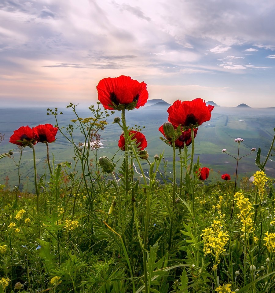 Прицветниковый мак (Papaver bracteatum) — уникальное реликтовое растение, эндемик предгорий Северного Кавказа.Источник изображения : id26186179