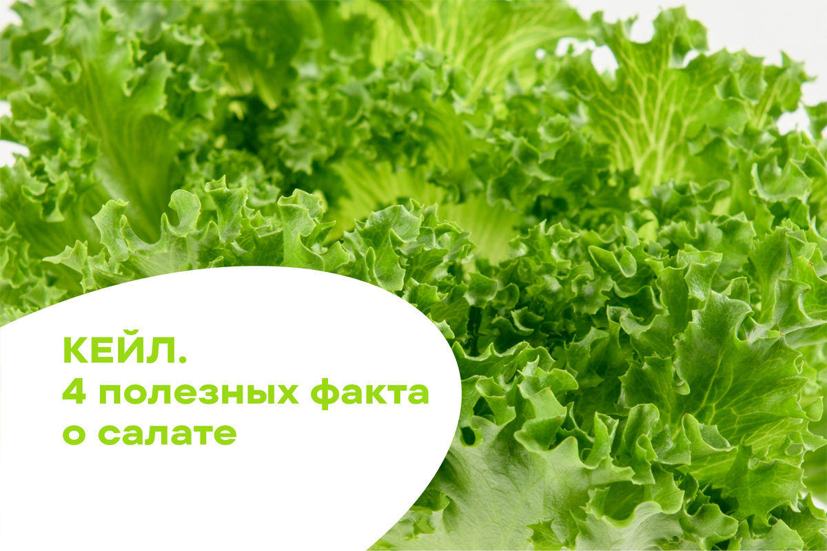 Салат кейл, или листовая капуста, обрёл новую волну популярности среди любителей здорового питания в 2010-х. 