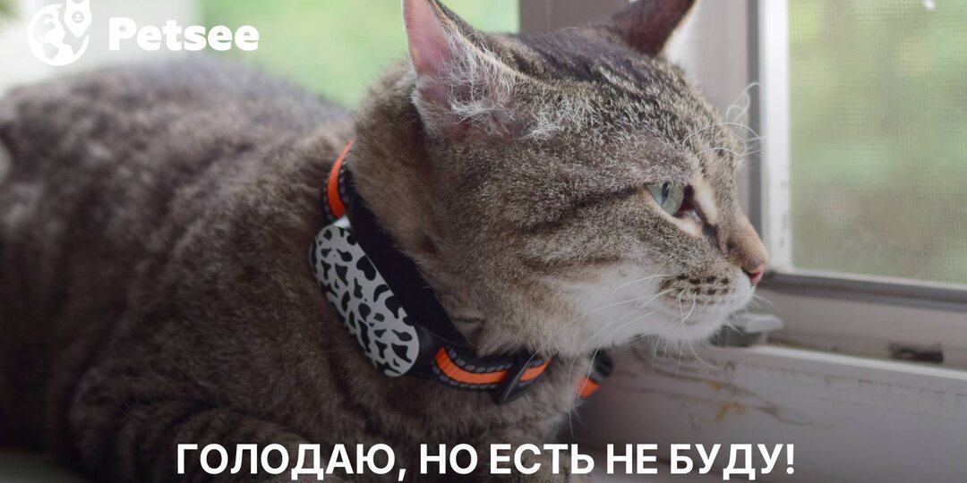 В этих случаях кошка не поест, даже если очень голодна: проверьте!