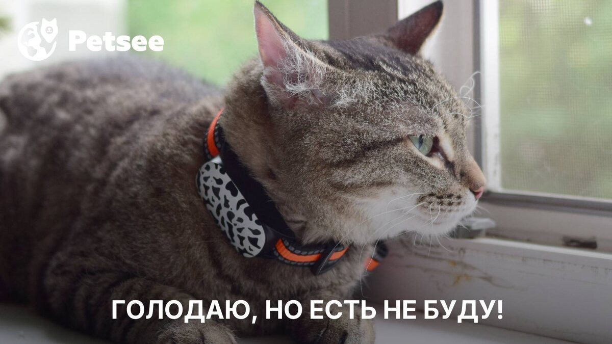 В этих случаях кошка не поест, даже если очень голодна: проверьте!