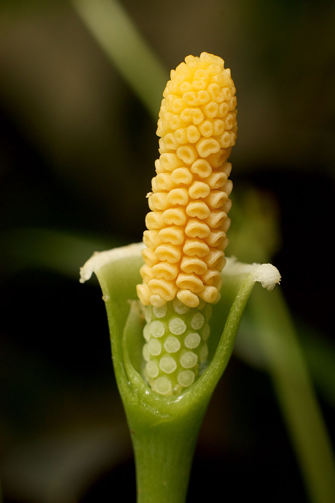 Препарированное соцветие межродового гибрида Aridarum caulescens х Bucephalandra bogneri, фото из стали Д. Логинов 