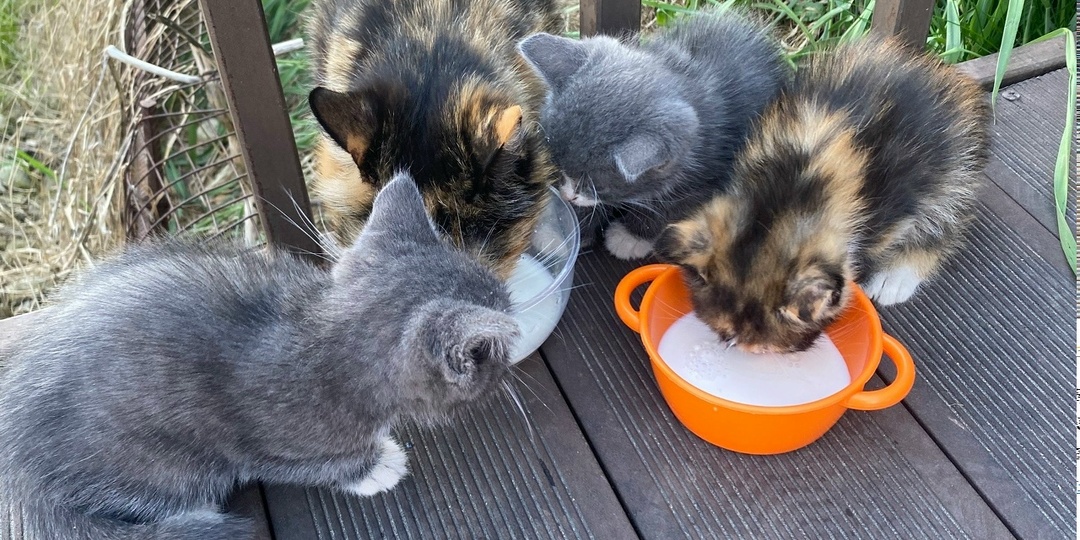 Кошку с котятами выкинули на улицу