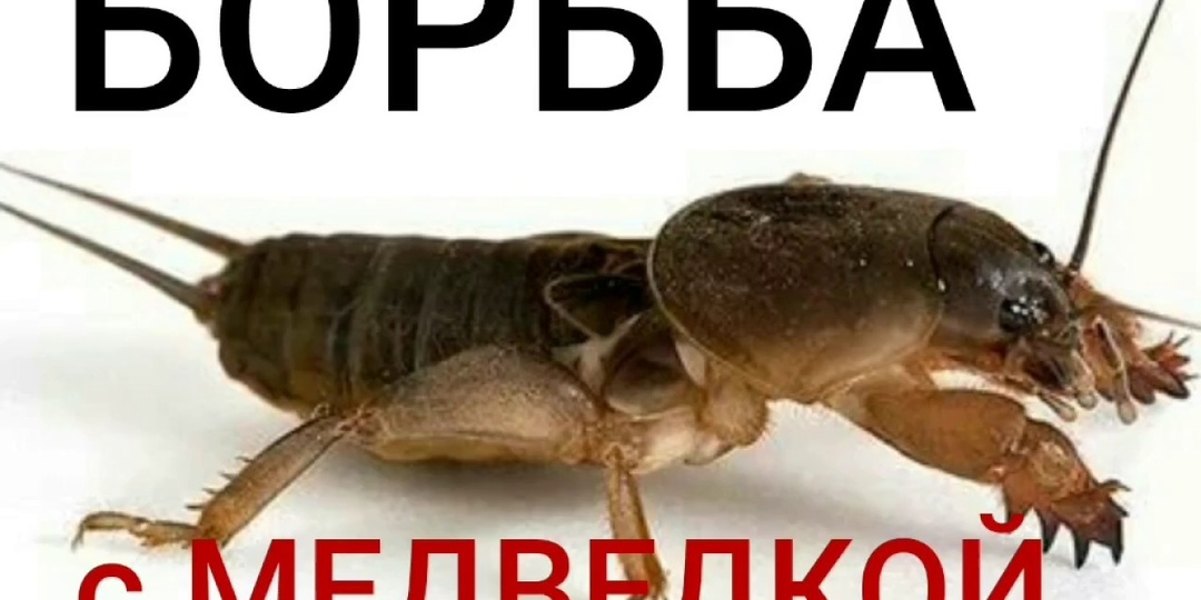 Осторожно, медведка! Объявляем войну подземному вредителю