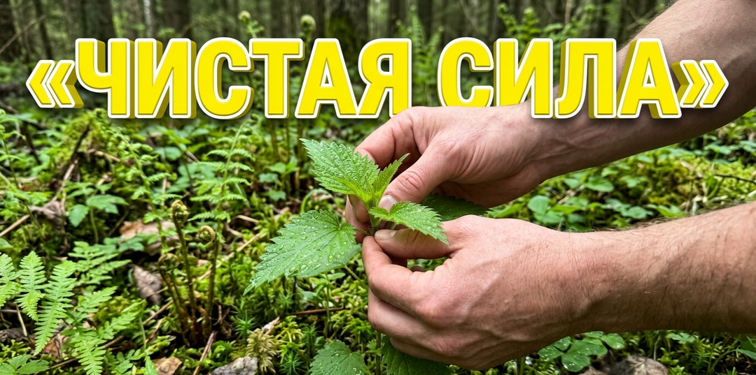 «Чистый яд или энергия чаги: почему я никогда не собираю крапиву у забора и ухожу за ней вглубь леса»