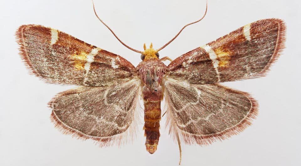   Peter Huemer et al. / Nota Lepidopterologica, 2026