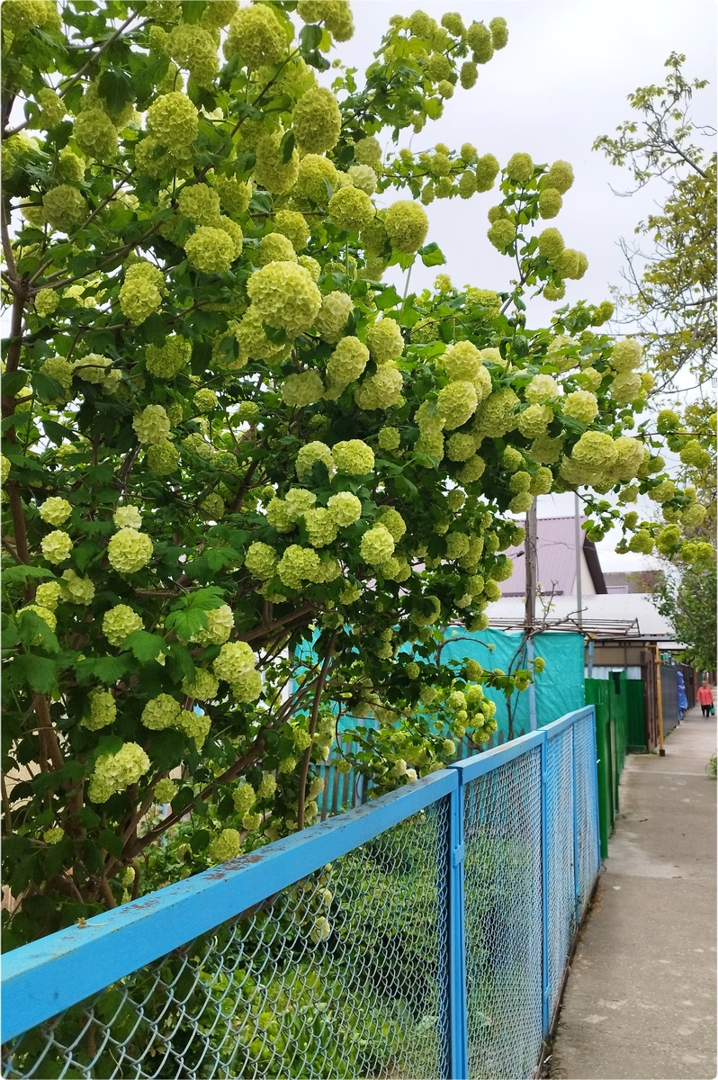 Калина Бульденеж (06.05.2026)