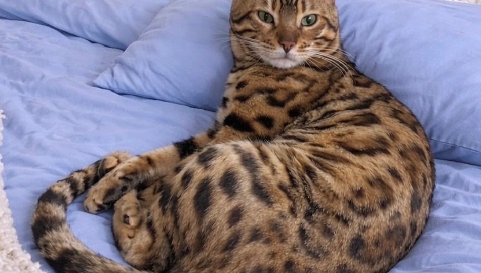 😽Бенгал Сет не отчаивается найти дом🏡