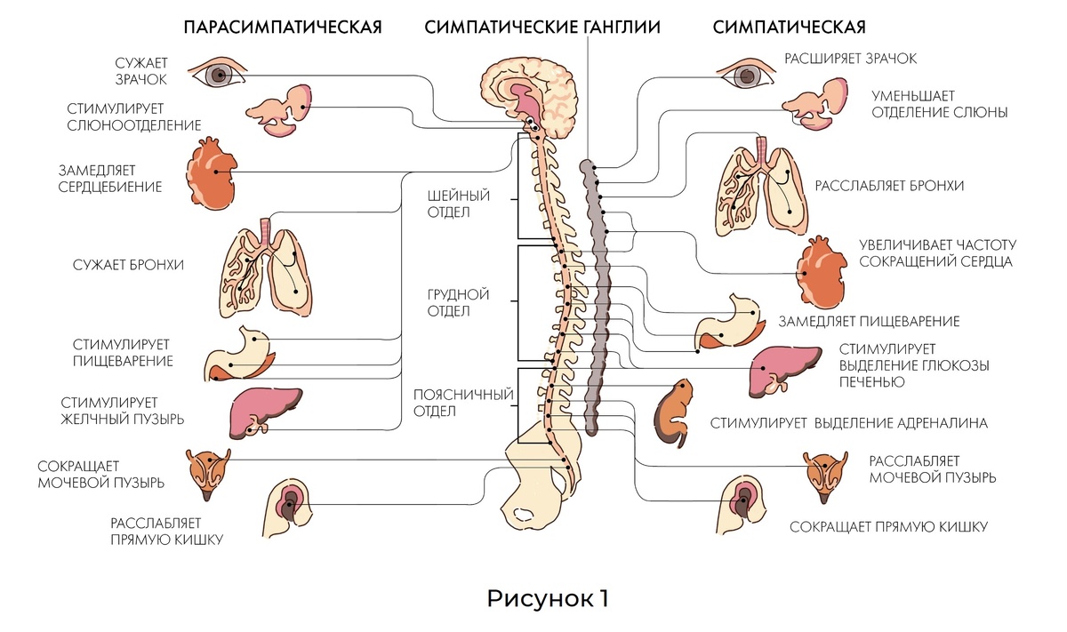 Рисунок 1