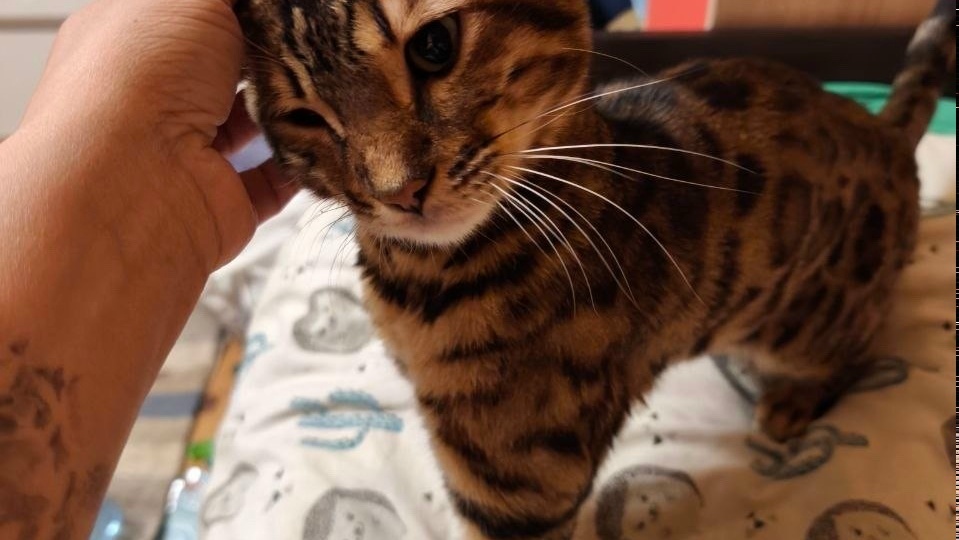🥳Ура! У нас хорошие новости, Воробей и Афина УЖЕ ДОМА!🐈🐾🐈🐾