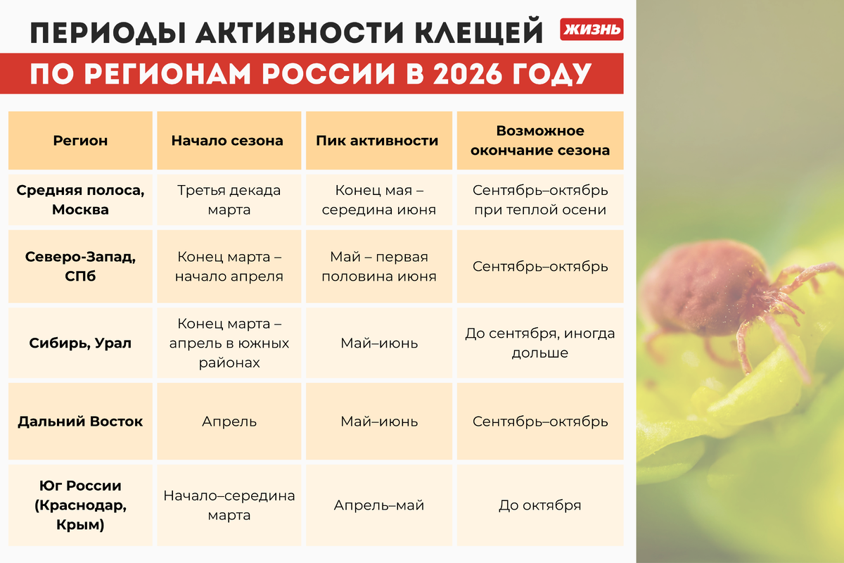    "Периоды активности клещей по регионам России в 2026 году. Коллаж: Гавришева Анна"