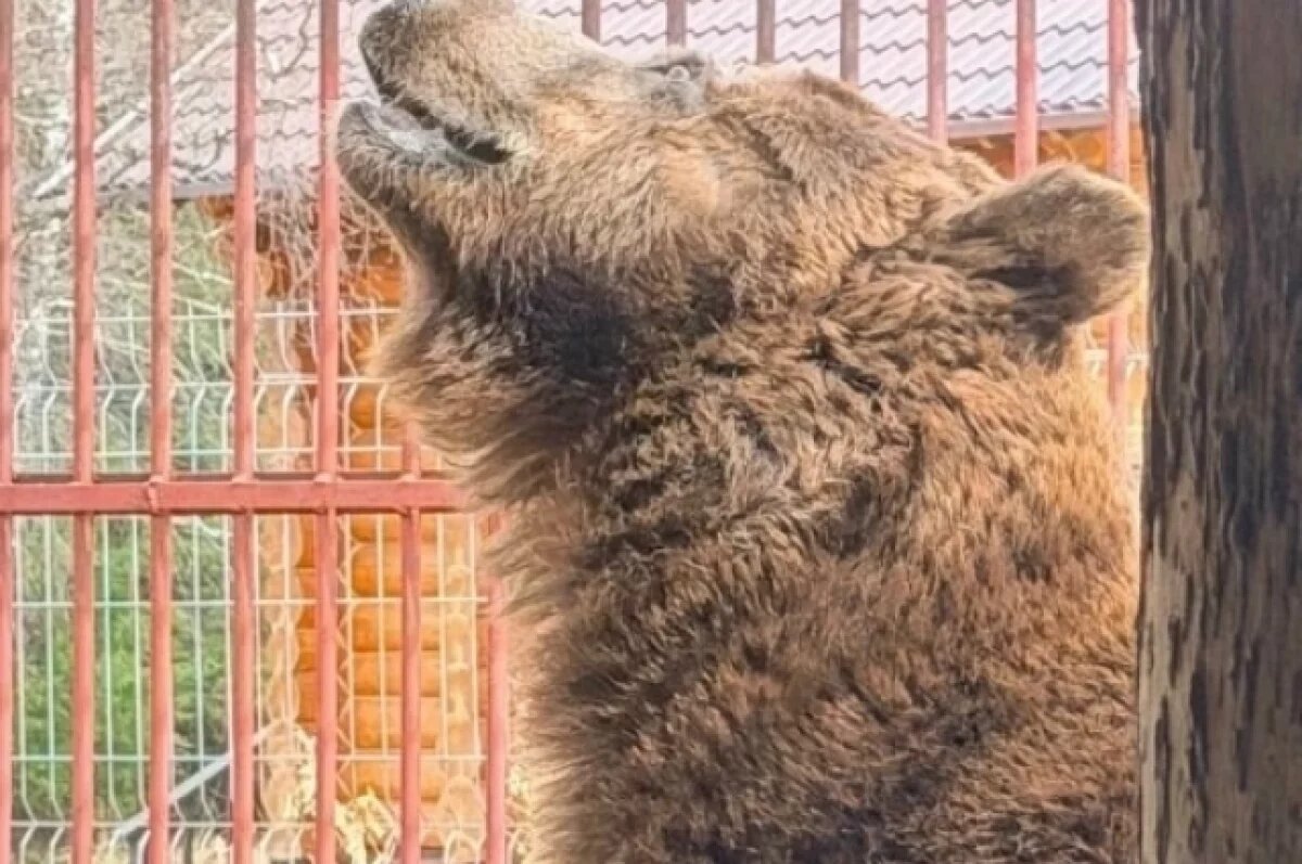    Медведь Степан из Троицка наслаждается жизнью, но не без последствий