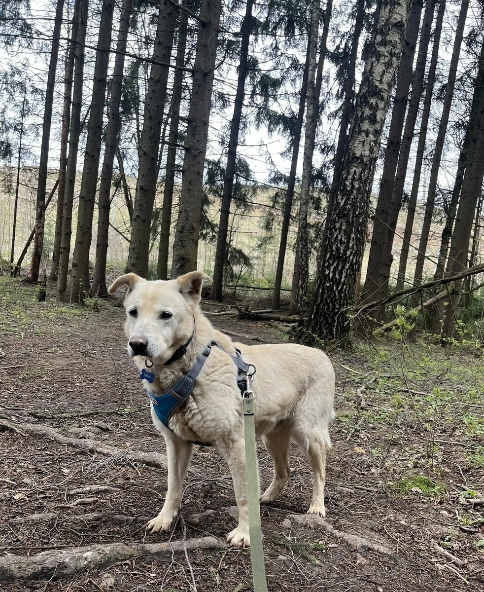 Эльф , живёт в приюте почти 10 лет