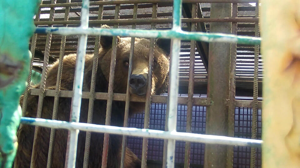 Зоозащитники требуют спасти больную медведицу из клетки у кафе под Смоленском